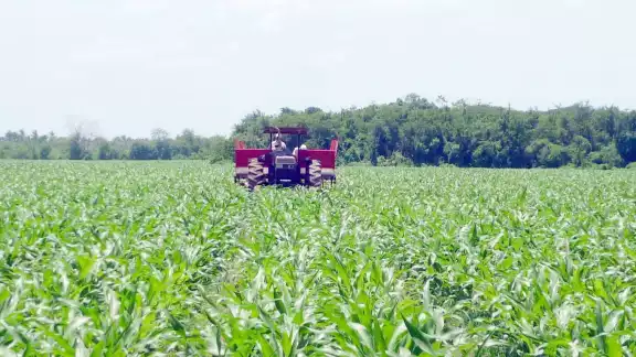 Campesinos enfrentan al Hongo Fusarium y la Langosta. Campesinos enfrentan al Hongo Fusarium y la Langosta.