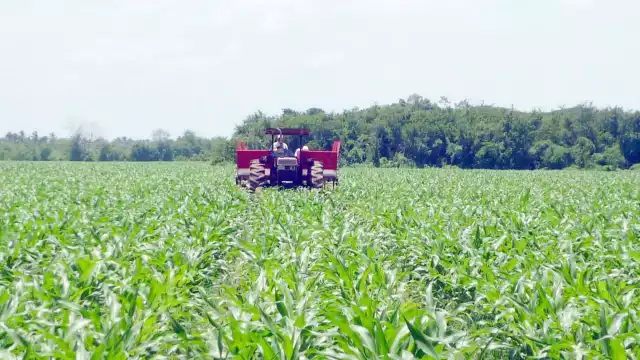 Campesinos enfrentan al Hongo Fusarium y la Langosta.