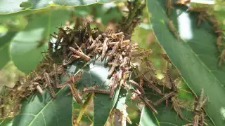 La plaga amenaza cultivos de maíz, frijol y otros productos agrícolas.