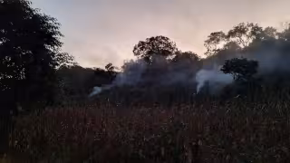 Control biológico, alternativa sustentable contra plagas en Campeche