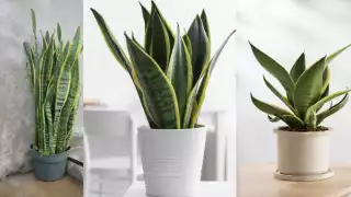 Espadas:Los mejores lugares para colocar la planta de interior que oxigena tu casa mientras duermes