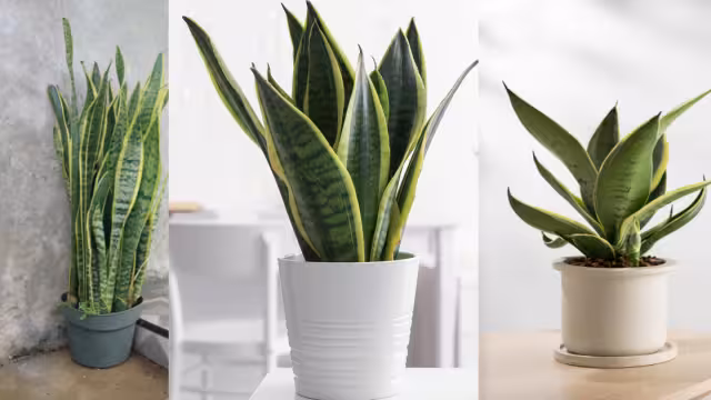 La planta de pocos cuidados y muchos beneficios