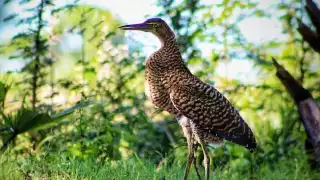 La garza tigre mexicana es un majestuoso depredador que habita en cuerpos de agua dulce y salobres