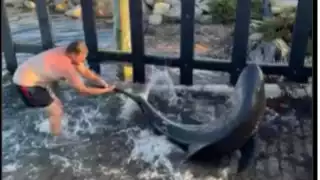 Hombre intenta montar a tiburón poniendo en riesgo su vida: VIDEO