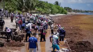 Recolectan 100 toneladas de sargazo en Mahahual