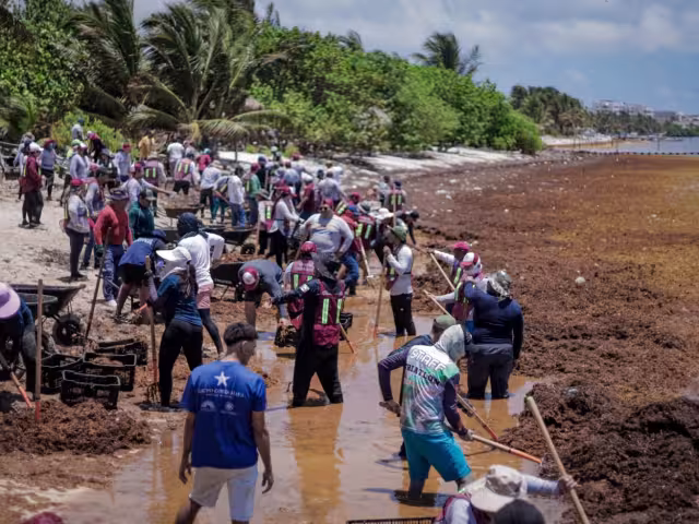 Se espera que la recolección de la macroalga de este 2025 sea mayor a la del año pasado.