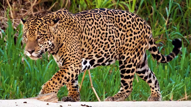 Asociación Civil convoca a la Marcha Nacional por el Derecho de los Animales 2025