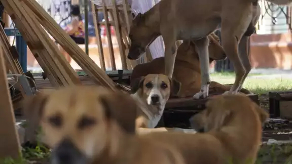 El veterinario Mauro Enseñat Rodríguez pidió a los dueños de perros y gatos estar alerta y cuidar a sus animales
