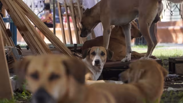 El veterinario Mauro Enseñat Rodríguez pidió a los dueños de perros y gatos estar alerta y cuidar a sus animales