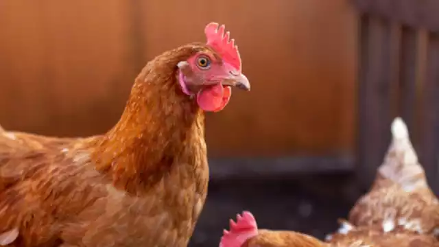 Detienen a hombre que testeaba drogas en gallinas y luego vendía sustancias a cárteles