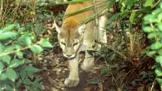   Fragmentación de las selvas hace más frecuente el avistamiento de felinos salvajes en Yucatán   