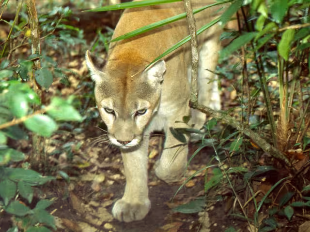 La Semarnat informó que los pumas y los jaguarundis son los felinos silvestres que más son detectados cerca de zonas urbanas