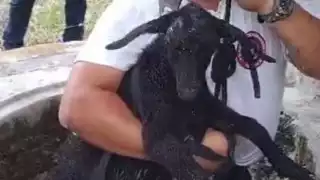 Rescatan a cabra que cayó a pozo de gran profundidad en Tizimín