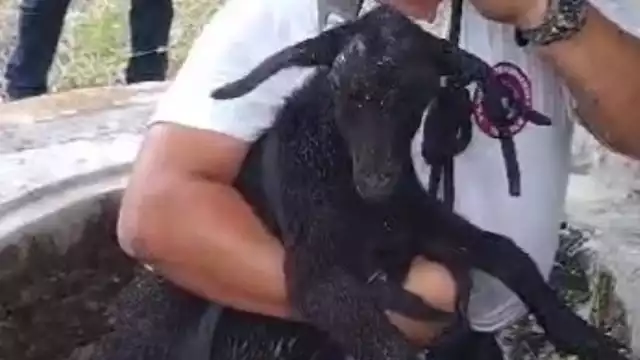 La cabra pesa aproximadamente 12 kilos