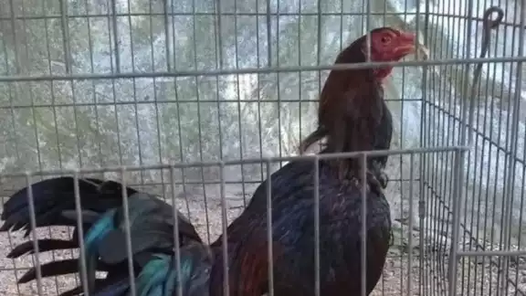 Actualmente, la Ley de Protección Animal prohíbe las peleas de gallos en Quintana Roo Actualmente, la Ley de Protección Animal prohíbe las peleas de gallos en Quintana Roo
