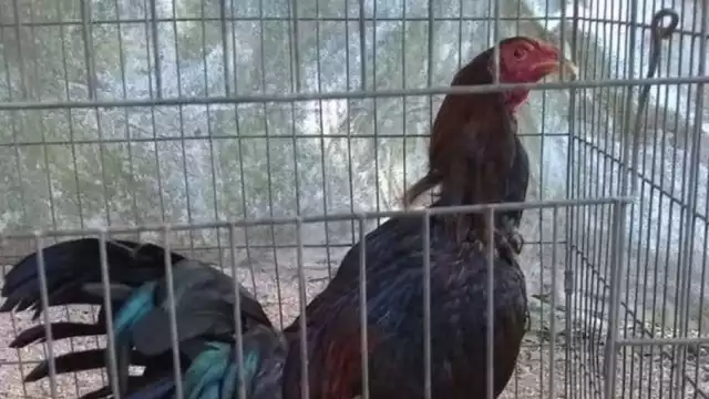 Actualmente, la Ley de Protección Animal prohíbe las peleas de gallos en Quintana Roo
