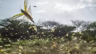  Descubren brotes de langostas    de Hecelchakán