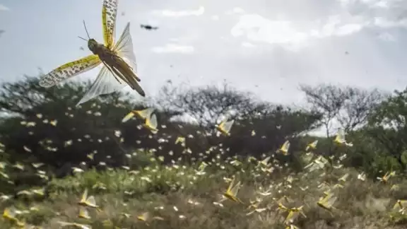 Personal técnico señalan que realiza las acciones necesarias para controlar a los insecto Personal técnico señalan que realiza las acciones necesarias para controlar a los insecto