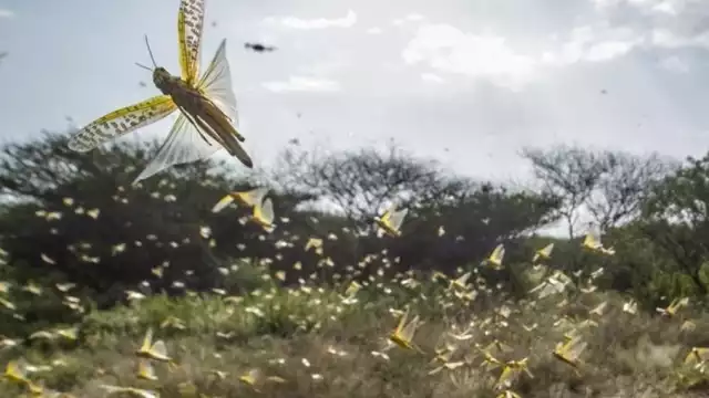 Personal técnico señalan que realiza las acciones necesarias para controlar a los insecto