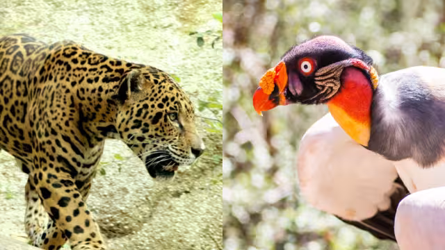 Campeche celebra el Día Mundial de los Animales el 4 de octubre, destacando la protección de especies emblemáticas