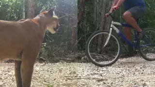   Yucatán, tierra de felinos: Cómo reaccionar si te encuentras con un puma en libertad      