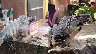 “Siempre baja a darse un baño”: Mujer ayuda a una iguana a refrescarse del calor en Mérida