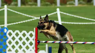 Perros atletas ofrecerán un espectáculo gratis de agilidad y destreza en Campeche; ¿cuándo y dónde será?