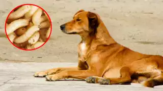 Alarma en Veracruz por nuevo caso de gusano barrenador en perro; autoridades activan protocolo sanitario