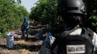Operativos en la Tierra Caliente de Michoacán dejan 66 detenidos por extorsión a limoneros
