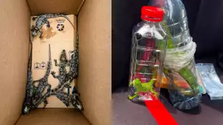 Rescatan a 40 animales silvestres víctimas del tráfico ilegal en la carretera  Cárdenas-Coatzacoalcos 