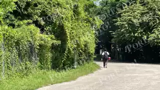 Maleza invade calles y cables de la CFE en Champotón; vecinos piden limpieza urgente