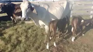 Confirman presencia del gusano barrenador en Campeche; temen brote en comunidades rurales     