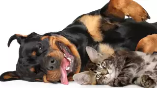 Vacunación antirrábica en Campeche hoy 7 de abril: Consulta sedes y horarios por municipio     