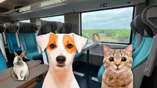 Tren Maya: guía práctica para viajar con mascotas y animales desde Campeche 