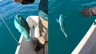 Promueven la pesca responsable en Chuburná Puerto: capturan y regresan al mar a un pez loro azul