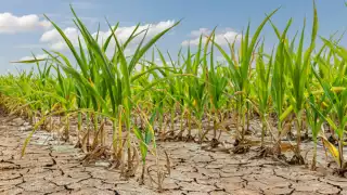     Activistas de Campeche piden reforestar para prevenir altas temperaturas     