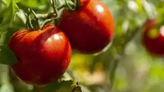 Estados Unidos confirma que rompe el acuerdo con México y aplicará arancel de 17% al jitomate: así afectará a productores