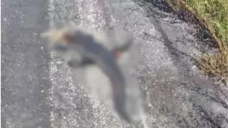 Cocodrilo protegido muere atropellado en la carretera Campeche–Carmen cerca de Punta Xén, Champotón