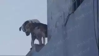 Alcaldías omiten su papel en la protección de los animales en Campeche