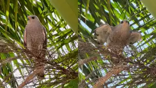 Video: Hermosa aguililla gris aparece en el norte de Mérida y cautiva a ciudadanos