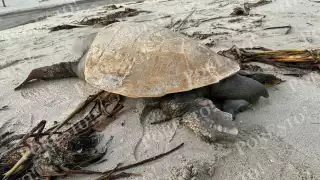 Otra tortuga marina aparece muerta en Campeche; ahora en playas de Ciudad del Carmen