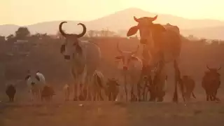 Productores mexicanos lamentan cierre de frontera por gusano barrenador; aseguran control y trazabilidad del ganado