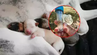 Gusano barrenador amenaza a crías y mascotas en Campeche: Larvas  atacan por el ombligo, alertan