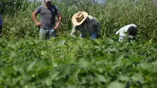 Campesinos de Campeche reclaman pagos equitativos; Sader anuncia apoyos federales