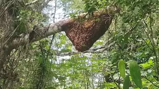 Más de 60 campechanos han sido picados por abejas en lo que va del 2025