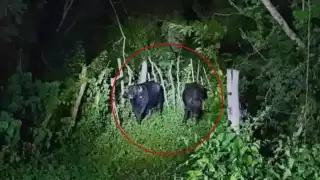 Aparecen búfalos en Yucatán, inusual avistamiento se hace viral