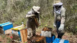 Recomiendan a apicultores de Hopelchén dividir colmenas tras la cosecha para aumentar su producción