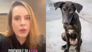 "Está en estado crítico":  Gaby Platas  pide ayuda para rescatar a un perro callejero enfermo en Mérida