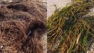   ¿Es sargazo o pasto marino? Especialista aclara la diferencia en las costas de Yucatán   