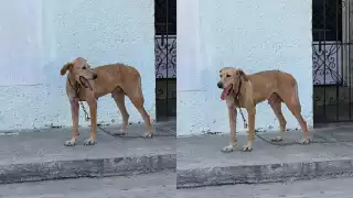 Crueldad animal en Campeche: Vecinos denuncian perro abandonado con candado en el cuello